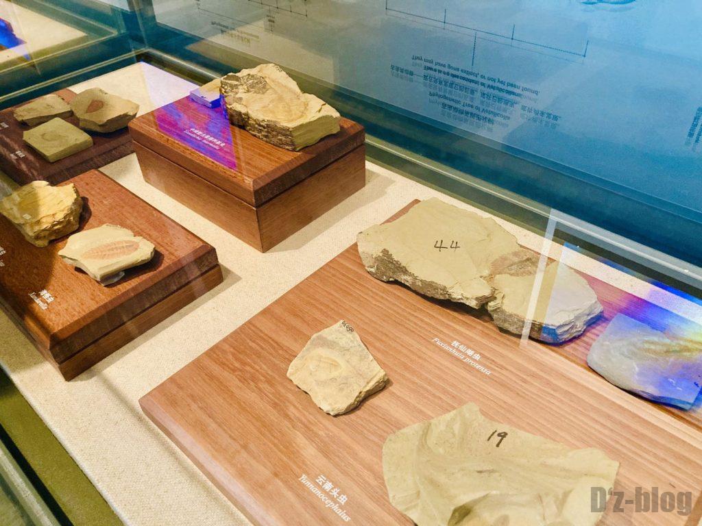 上海自然博物館登陸海内化石2