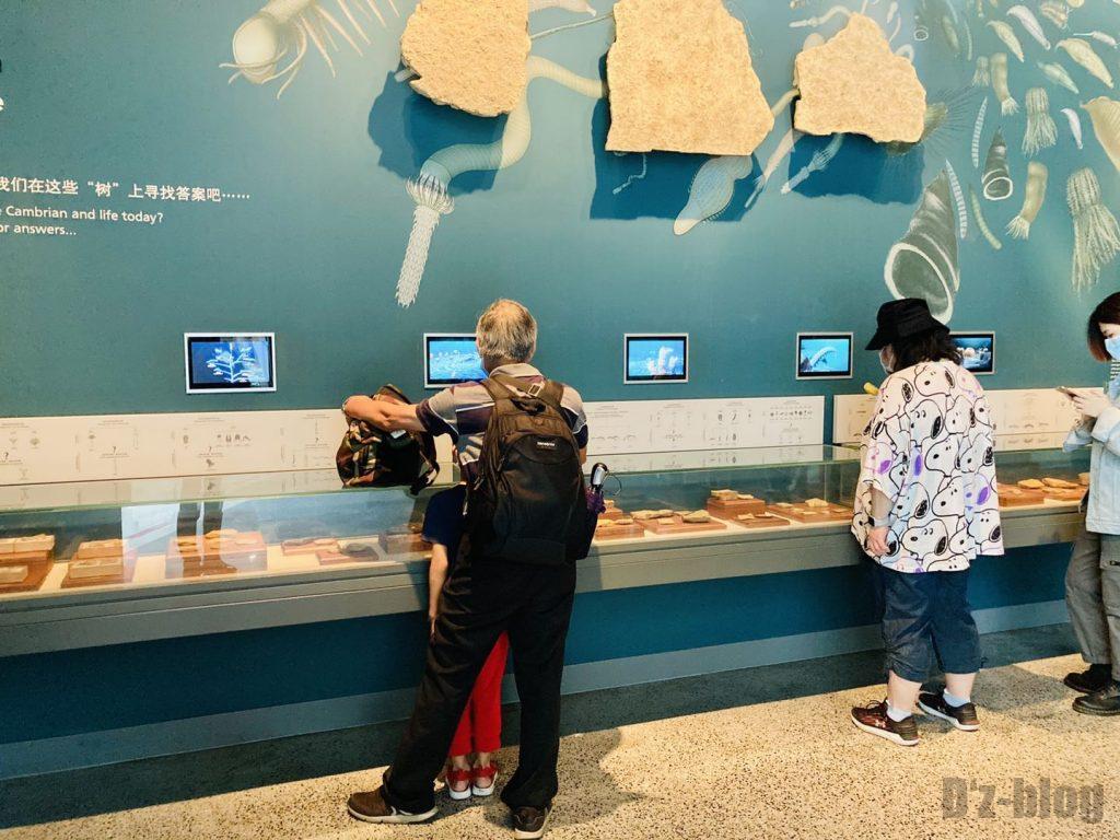 上海自然博物館登陸海内化石観覧