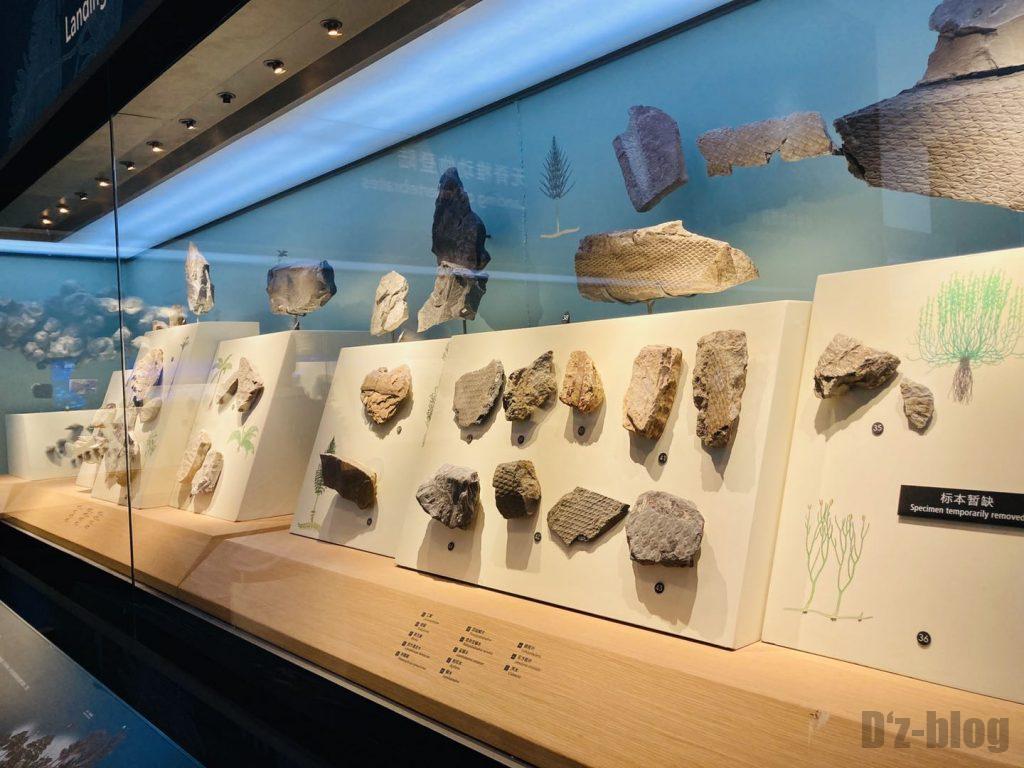 上海自然博物館海藻類化石