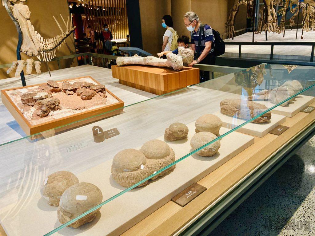上海自然博物館恐竜の卵化石陳列