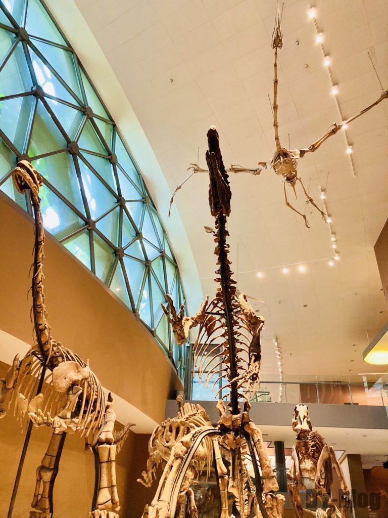 上海自然博物館恐竜全身化石アップ