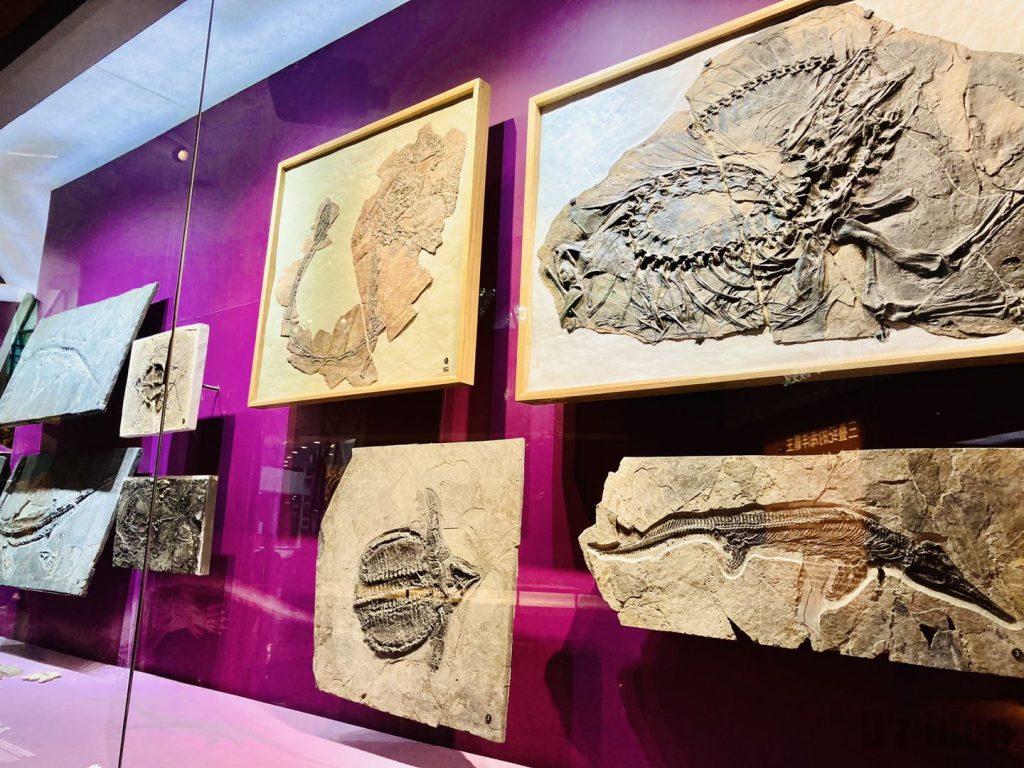 上海自然博物館小型恐竜化石