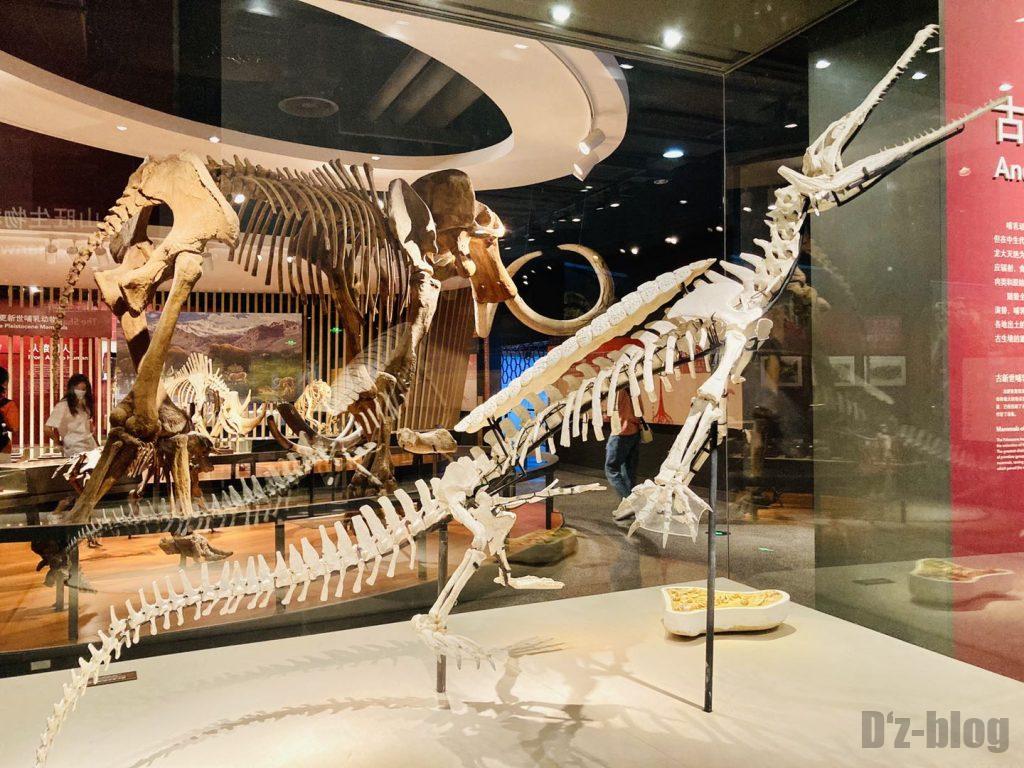 上海自然博物館恐竜全身化石3
