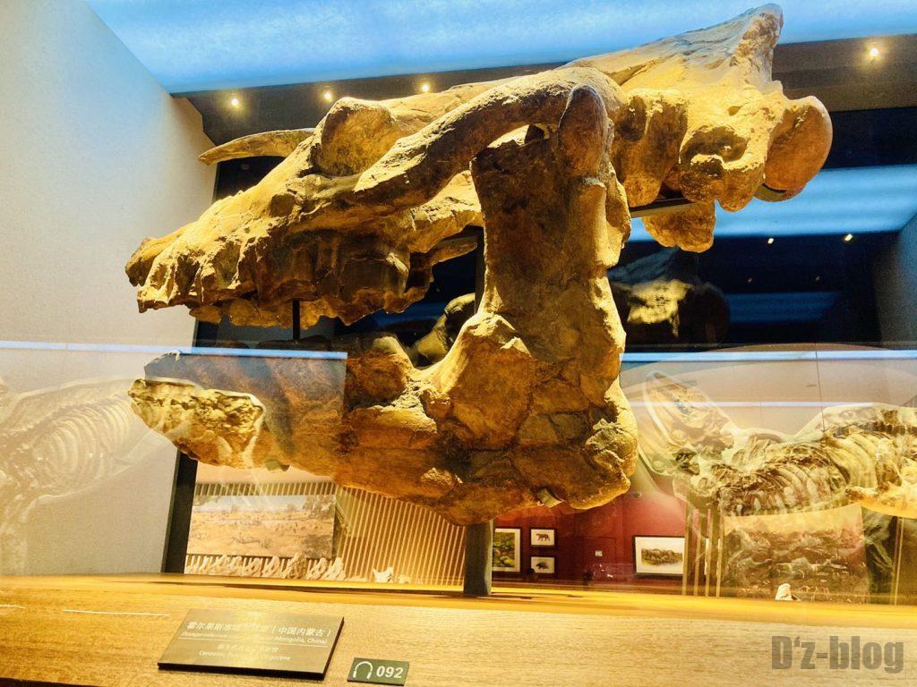 上海自然博物館恐竜巨大頭部化石