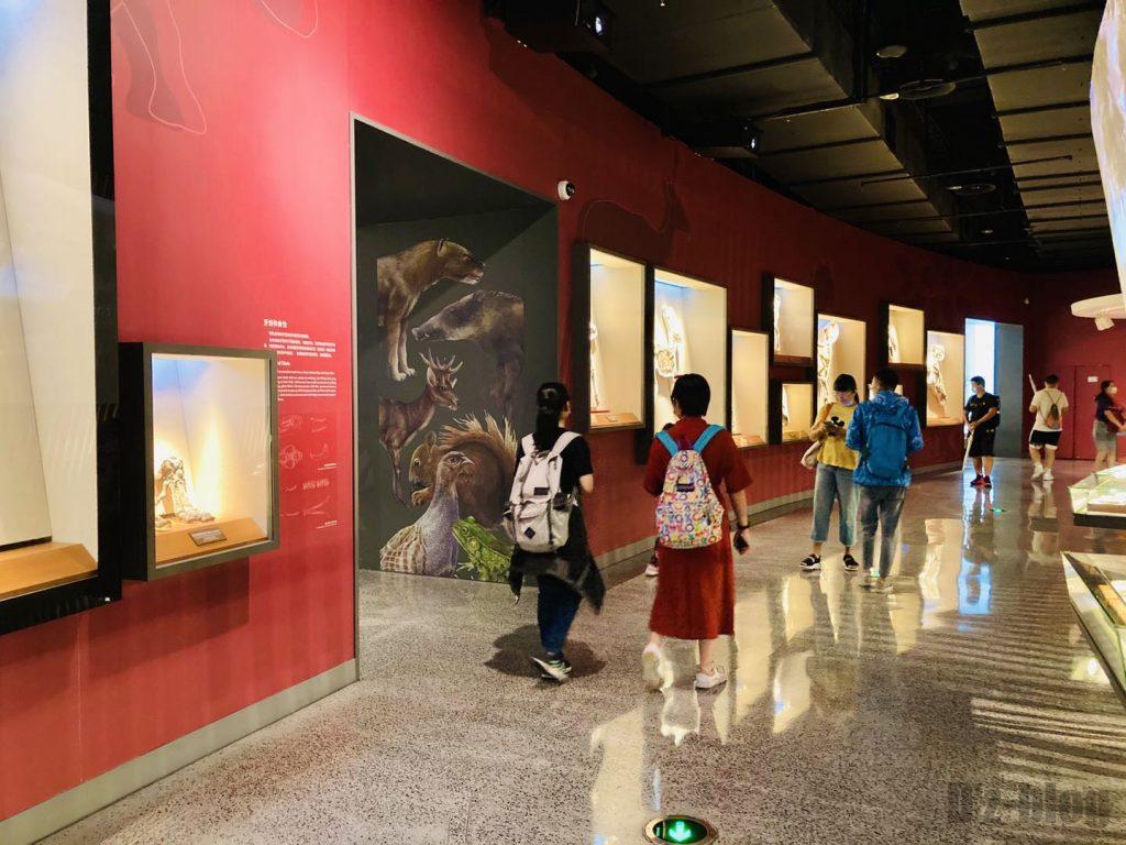 上海自然博物館恐竜化石展示通路