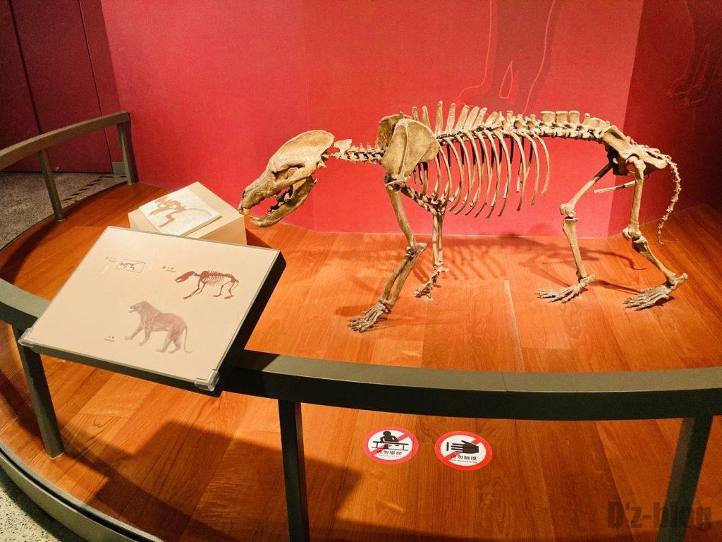 上海自然博物館恐竜全身化石