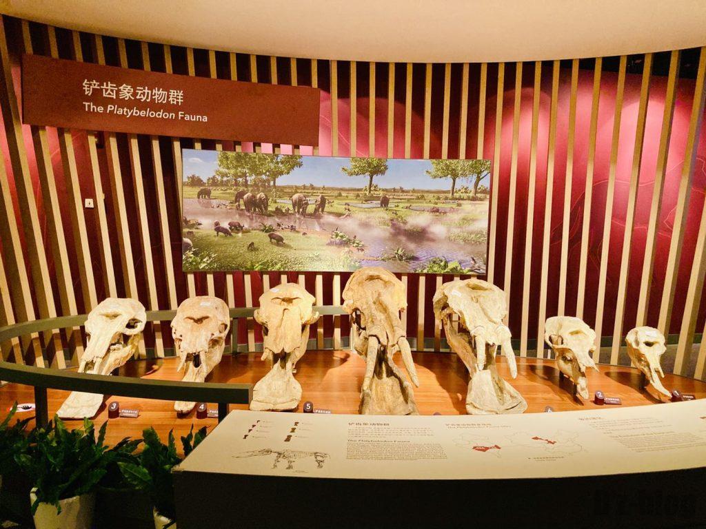 上海自然博物館恐竜時代牙像頭部陳列