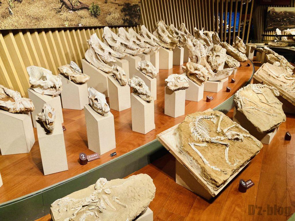 上海自然博物館恐竜時代化石頭部陳列