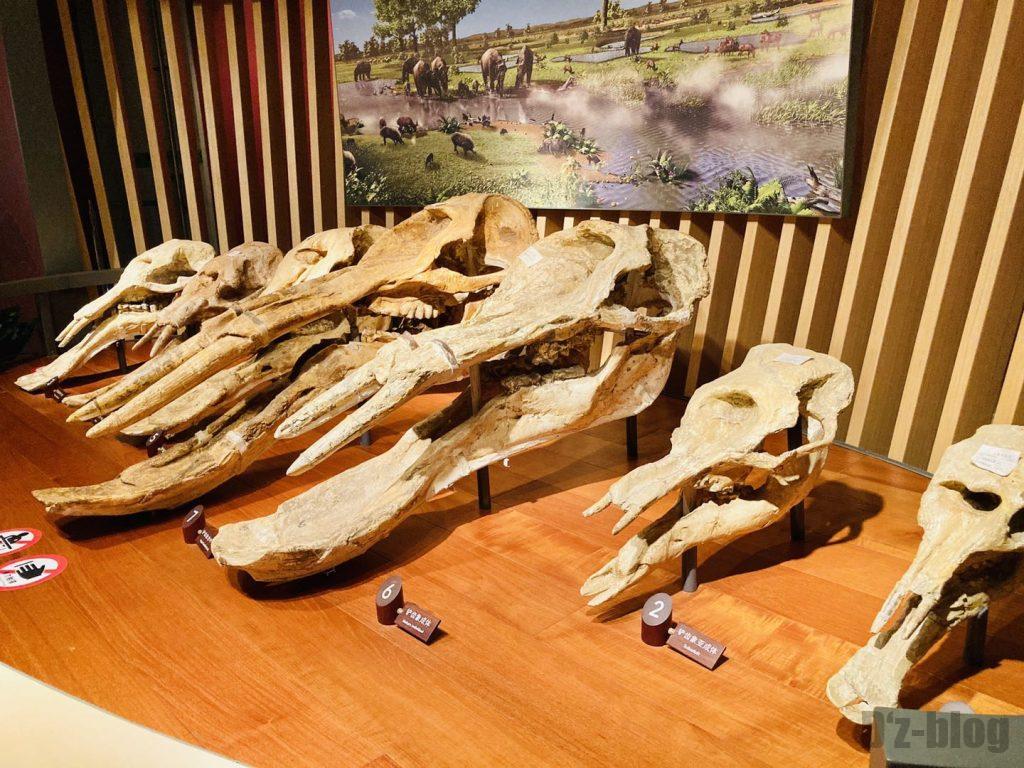 上海自然博物館恐竜時代像の頭部化石