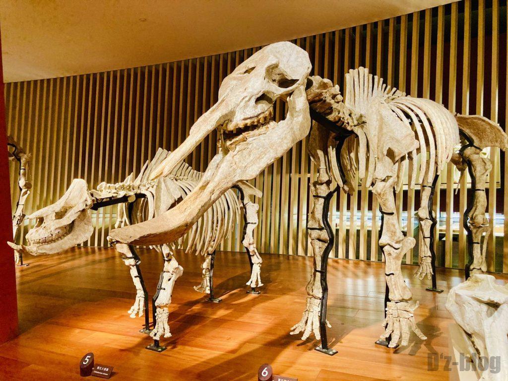 上海自然博物館牙像全身化石