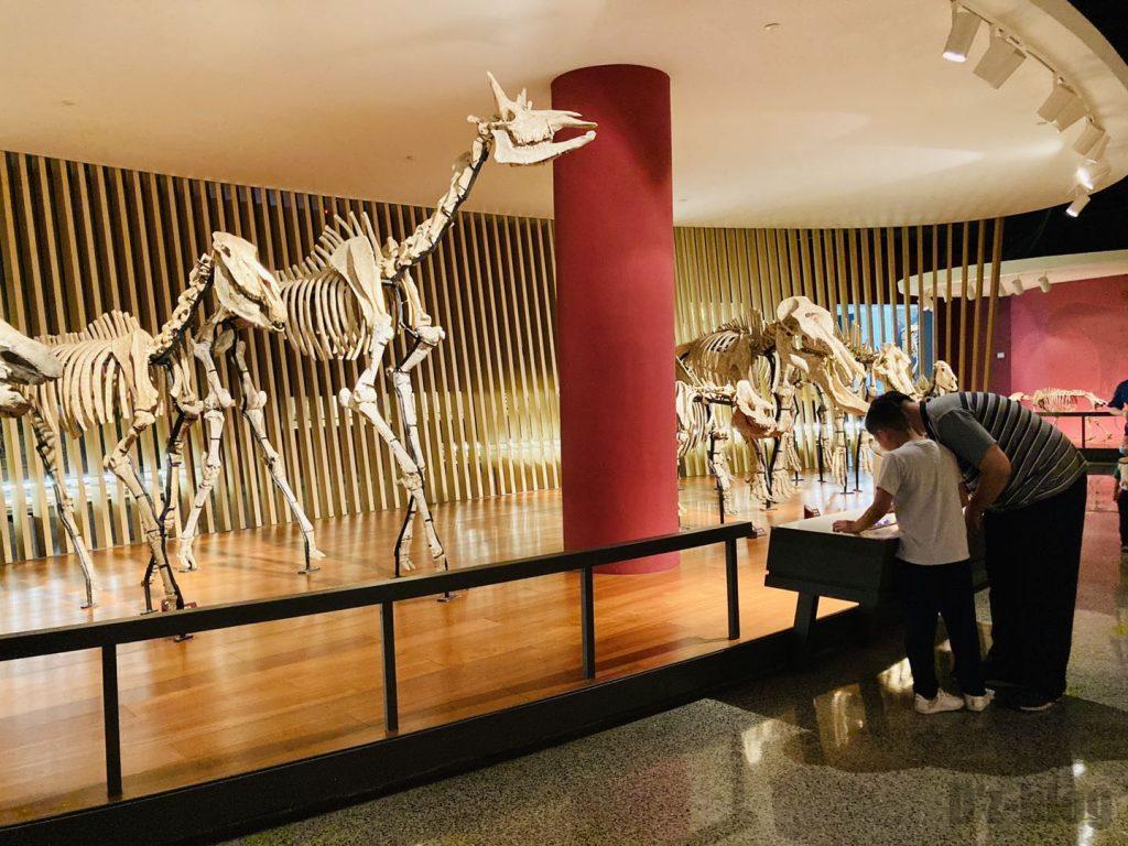 上海自然博物館恐竜化石観覧親子