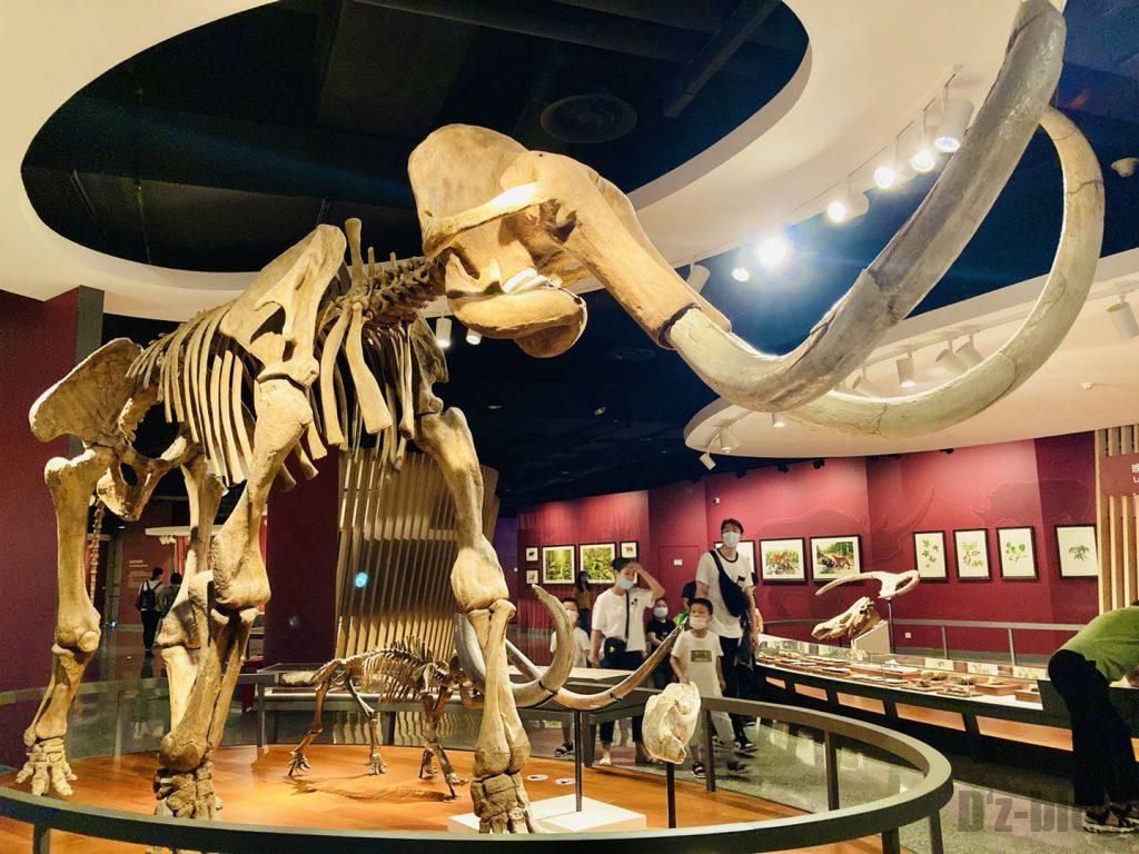 上海自然博物館大型牙像全身化石アップ