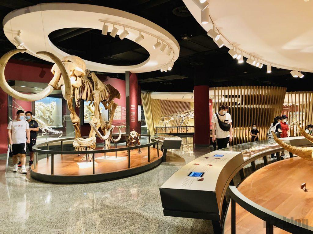 上海自然博物館大型牙像全身化石