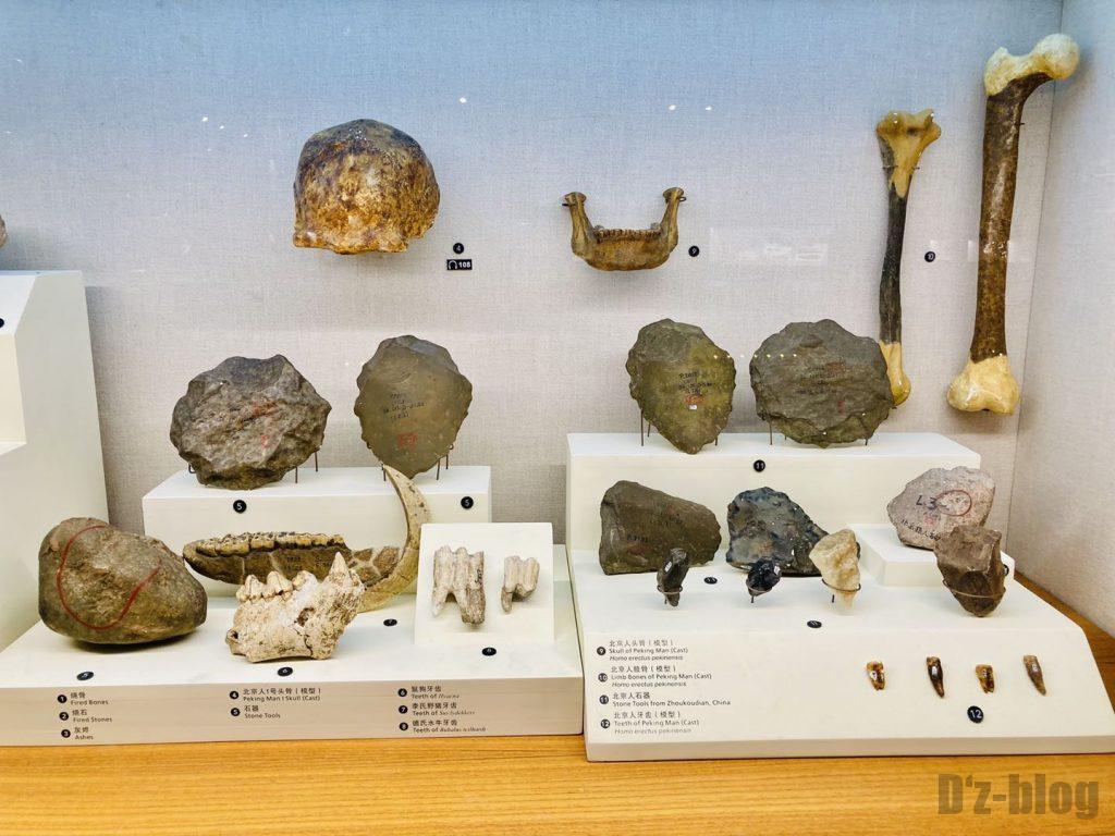 上海自然博物館歯の化石