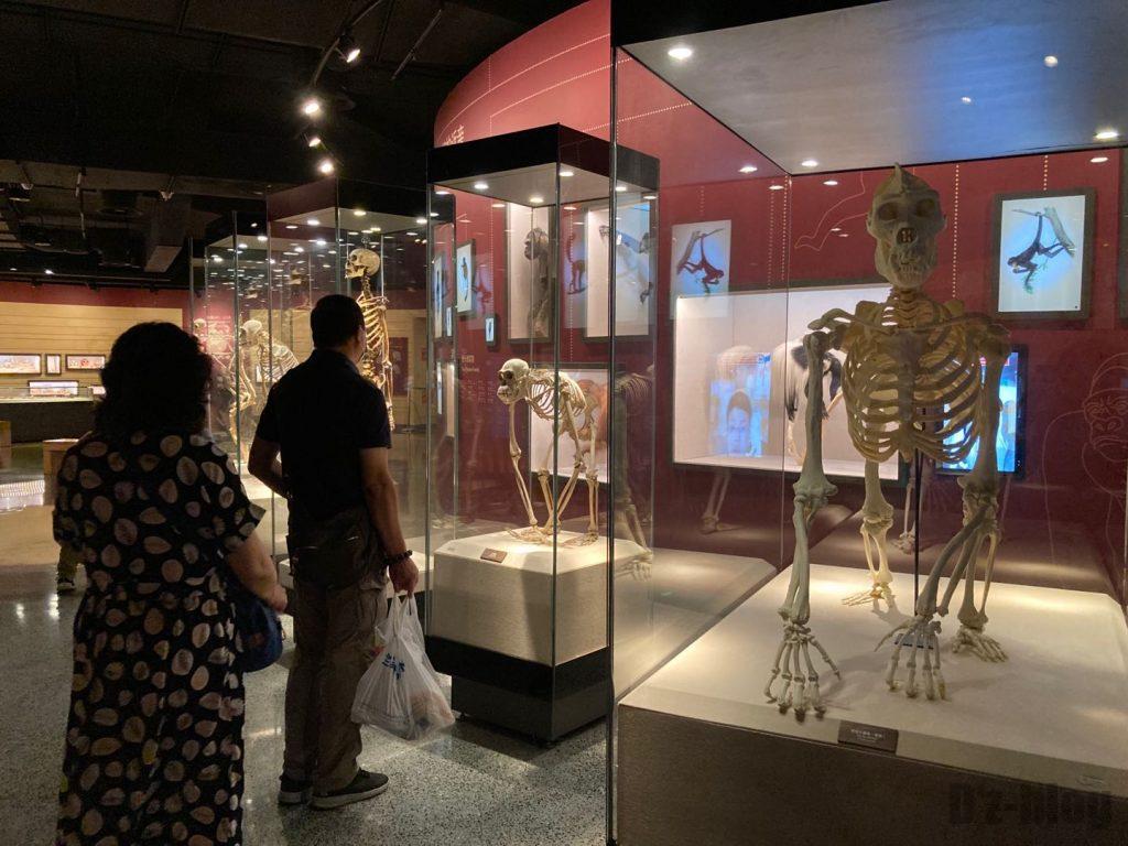 上海自然博物館猿人から現代人の骨体