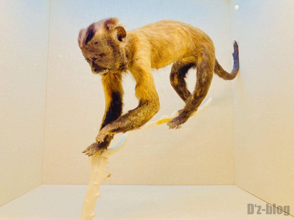 上海自然博物館サルはく製