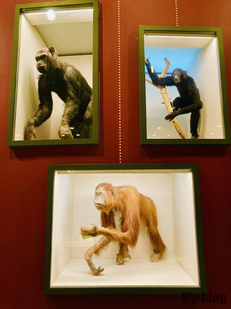 上海自然博物館サル3種はく製