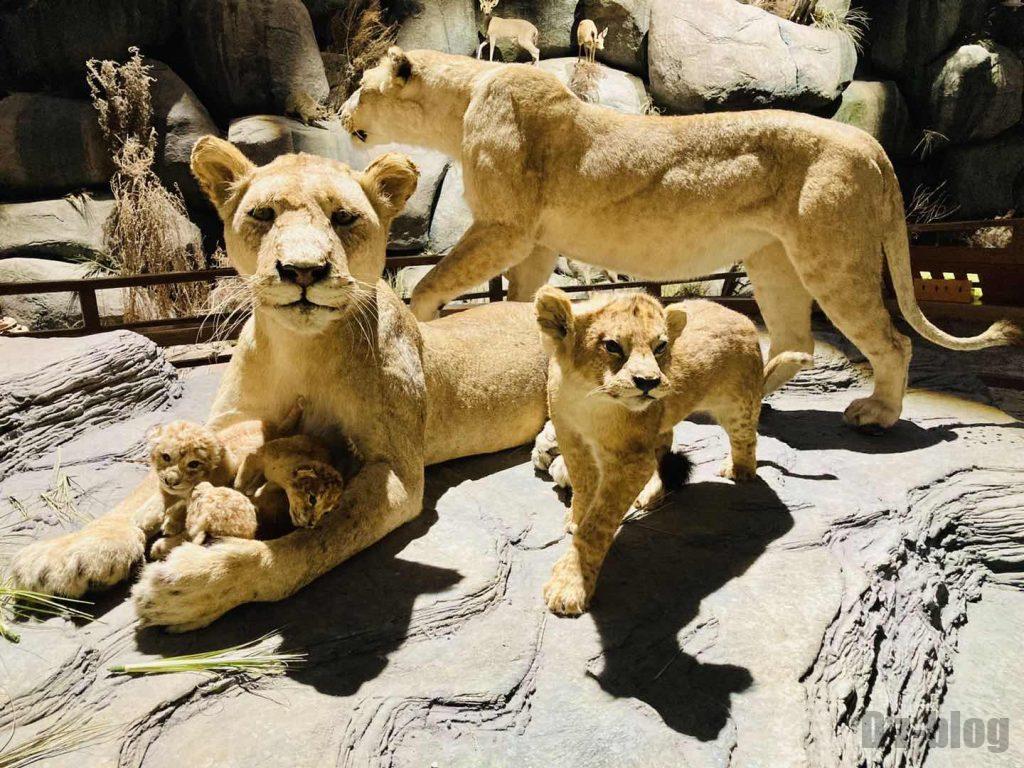 上海自然博物館ライオン家族