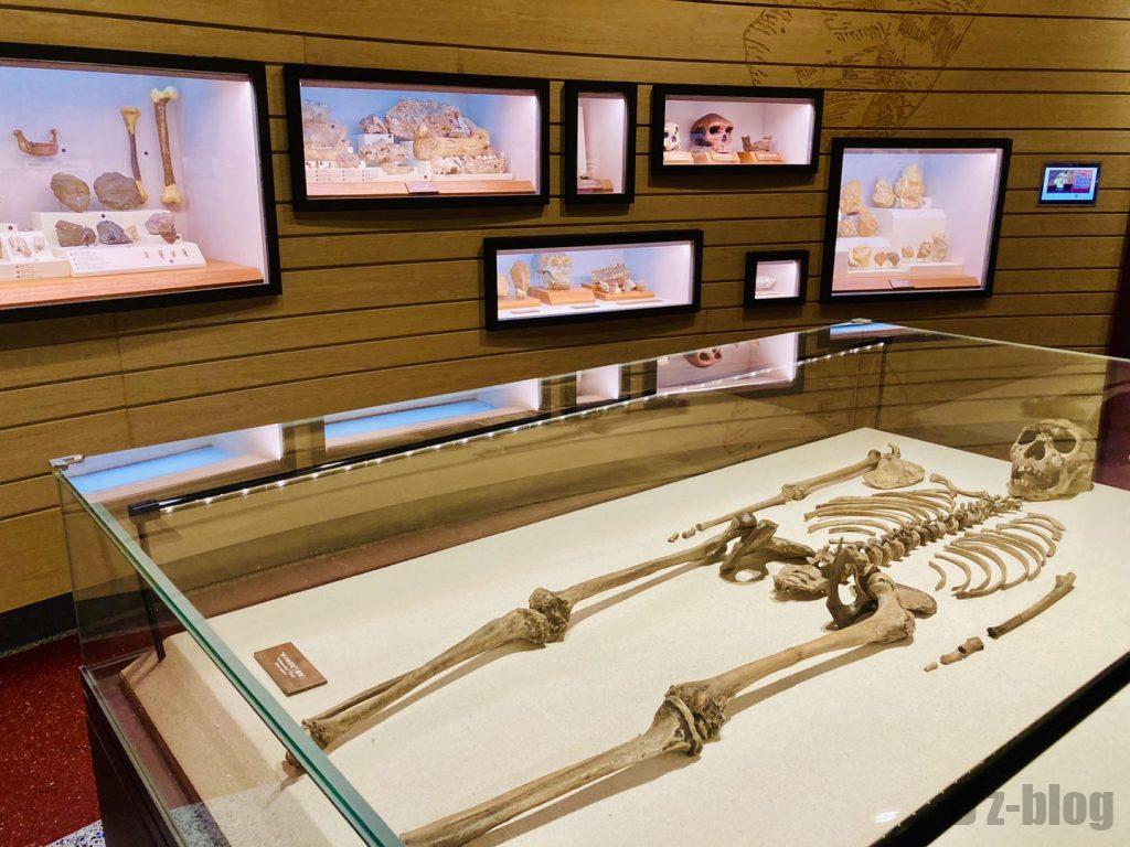 上海自然博物館人類化石全身