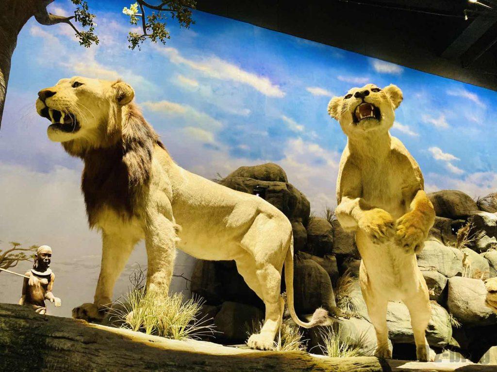 上海自然博物館ライオン夫婦