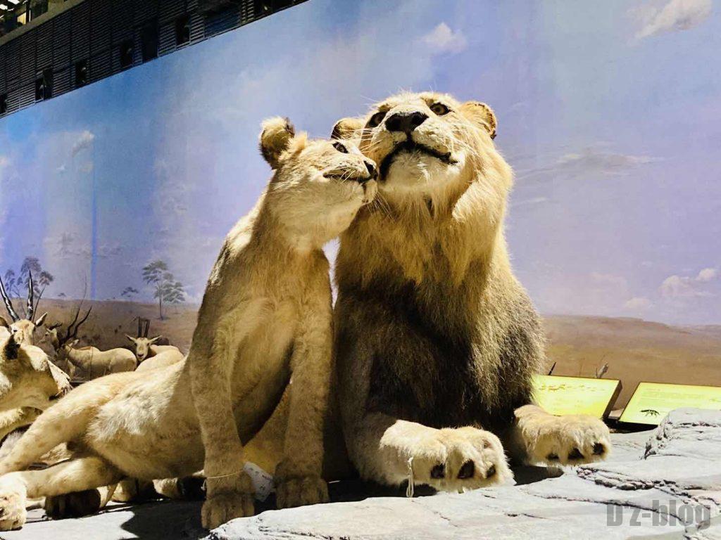 上海自然博物館ライオン夫婦2