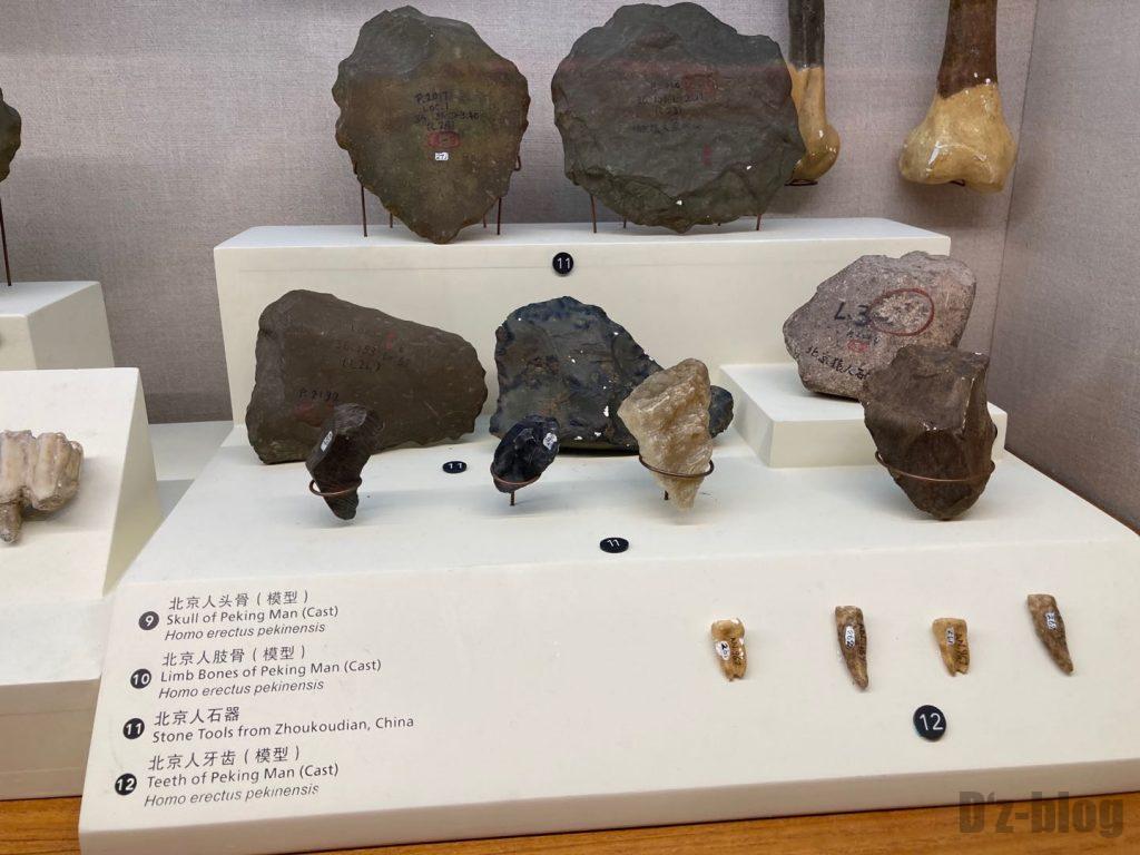 上海自然博物館北京人頭骨模型と石器
