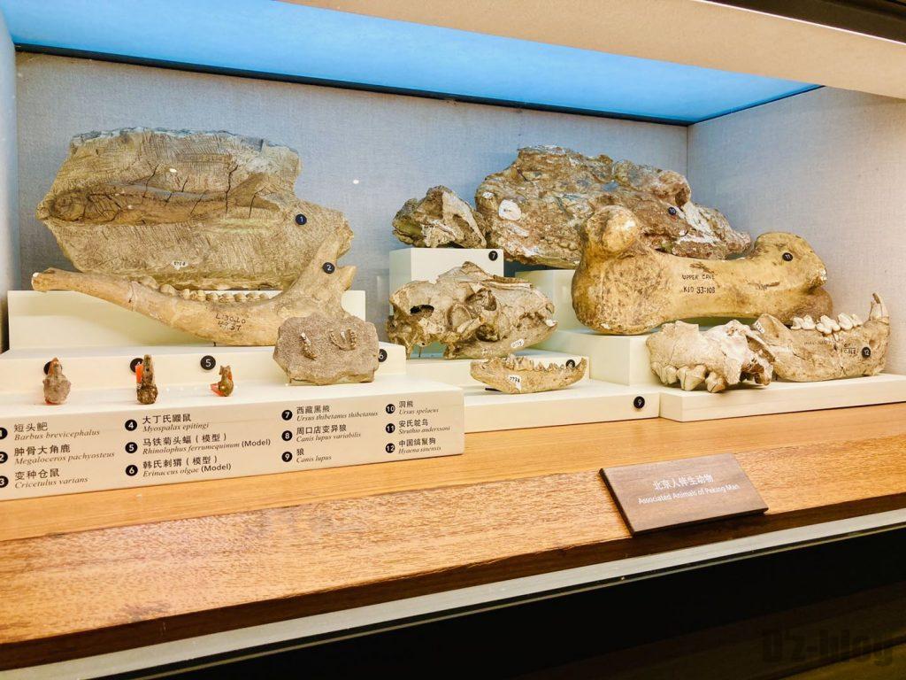 上海自然博物館北京人各部位化石