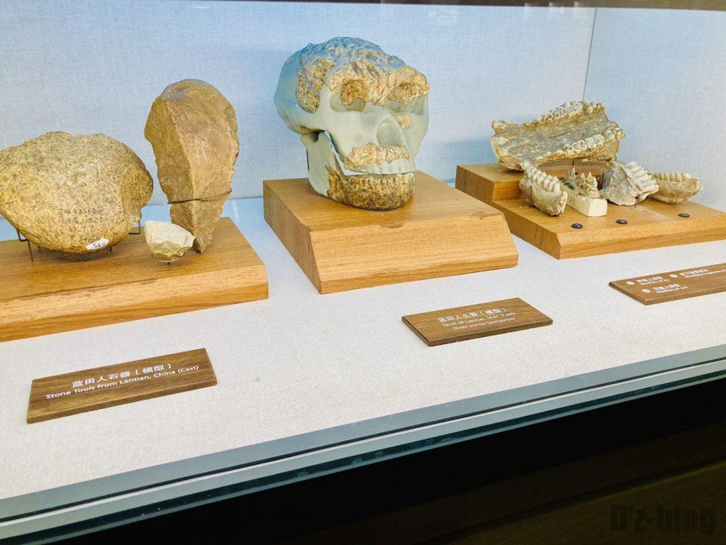 上海自然博物館藍田人石器頭部模型と歯
