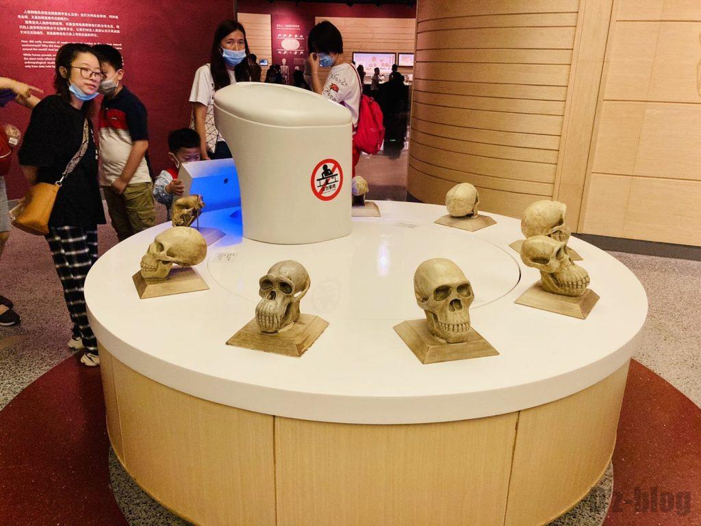 上海自然博物館人骨頭部