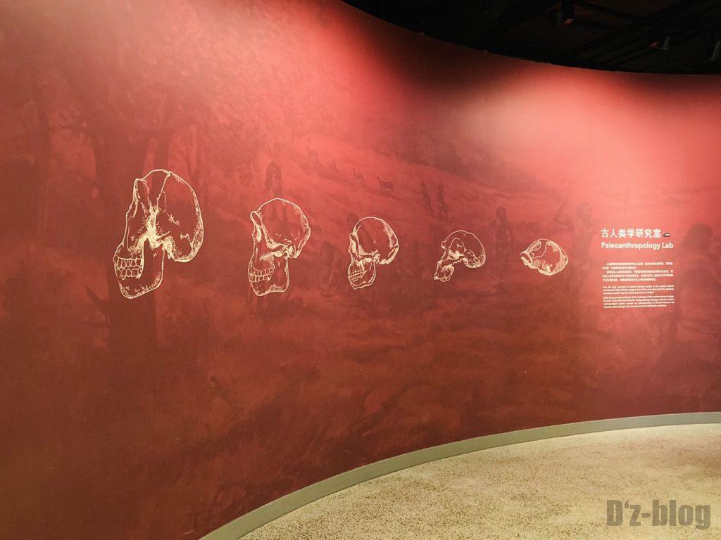 上海自然博物館人類学の壁絵