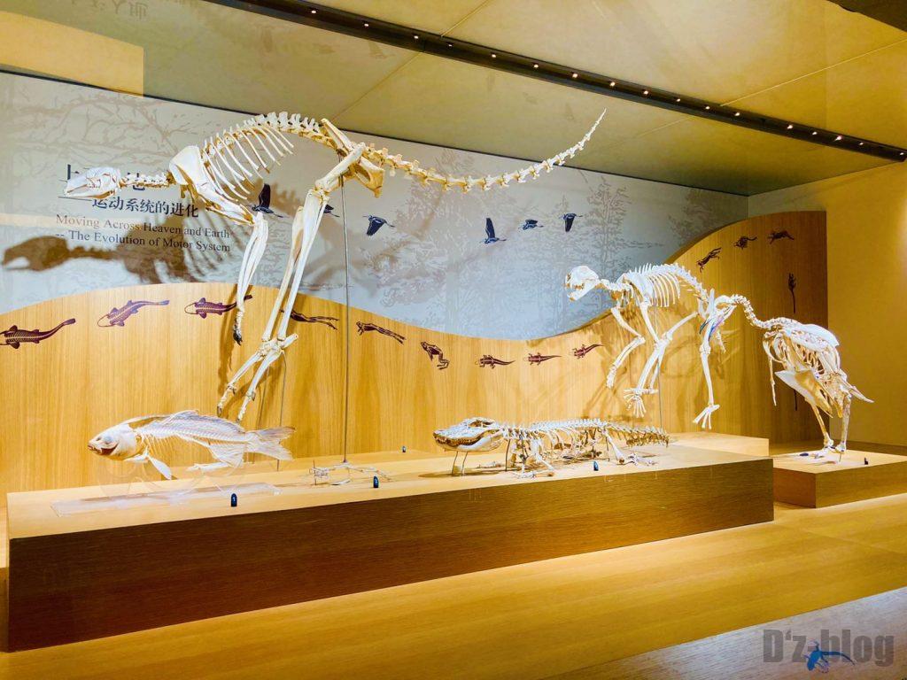 上海自然博物館各種生物の化石