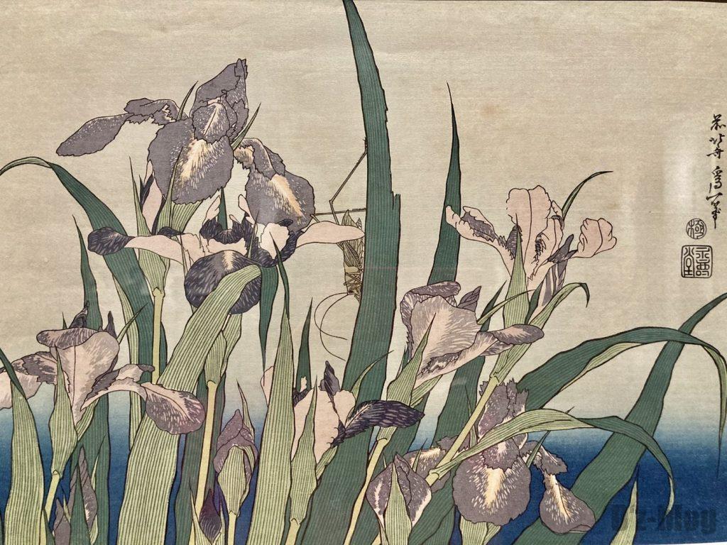 上海浮世絵菖蒲の花