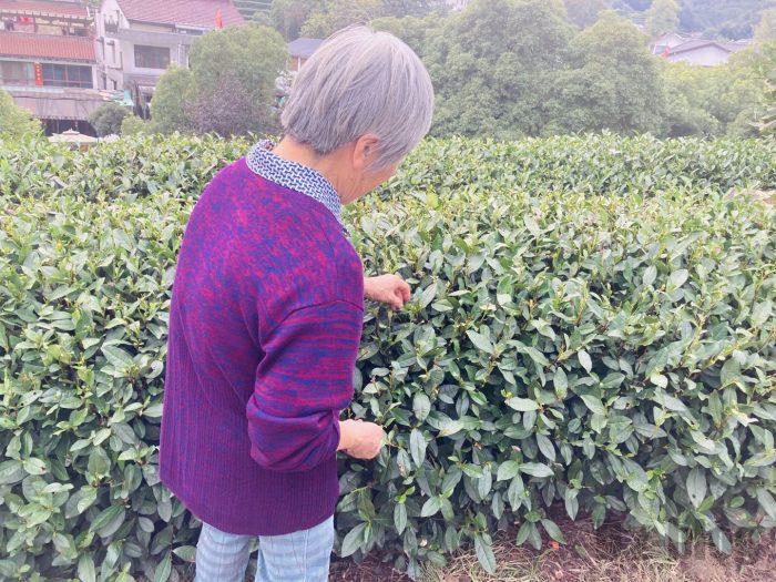 杭州龍井村お茶の葉を世話するおばあさん