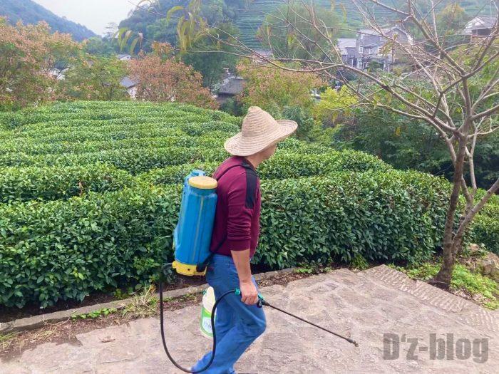 杭州龍井村お茶畑の世話をするおじさん